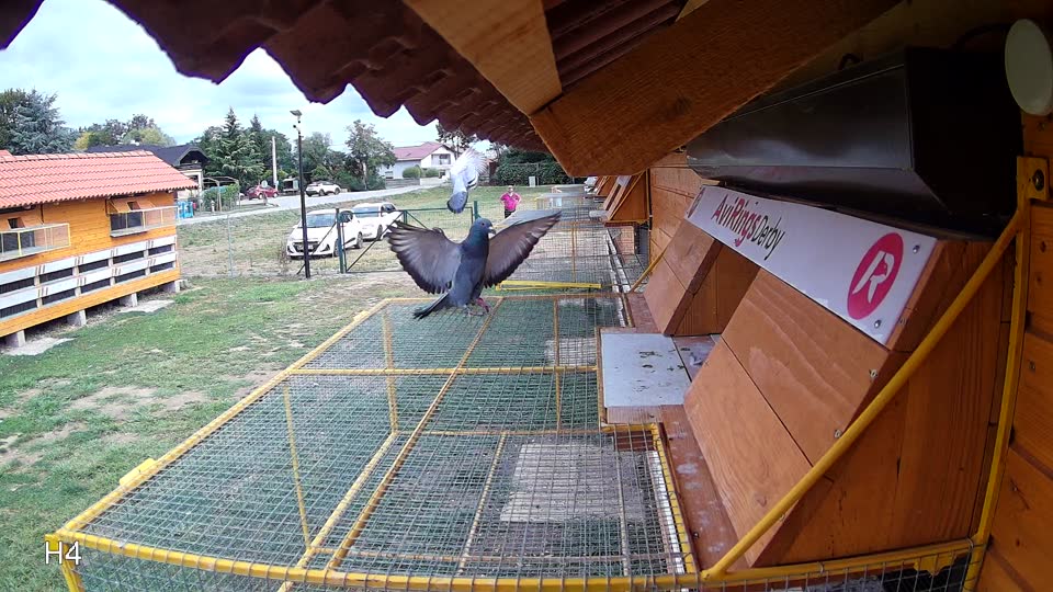 Pigeon Arrival Image For Race Race 4