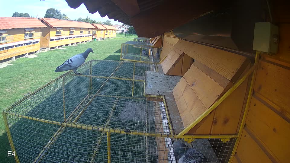 Pigeon Arrival Image For Race Final race 1