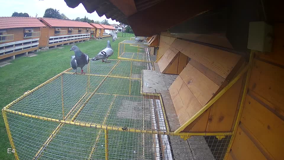 Pigeon Arrival Image For Race Final race 2