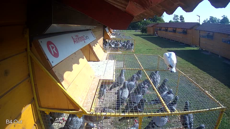 Pigeon Arrival Image For Race Race 3