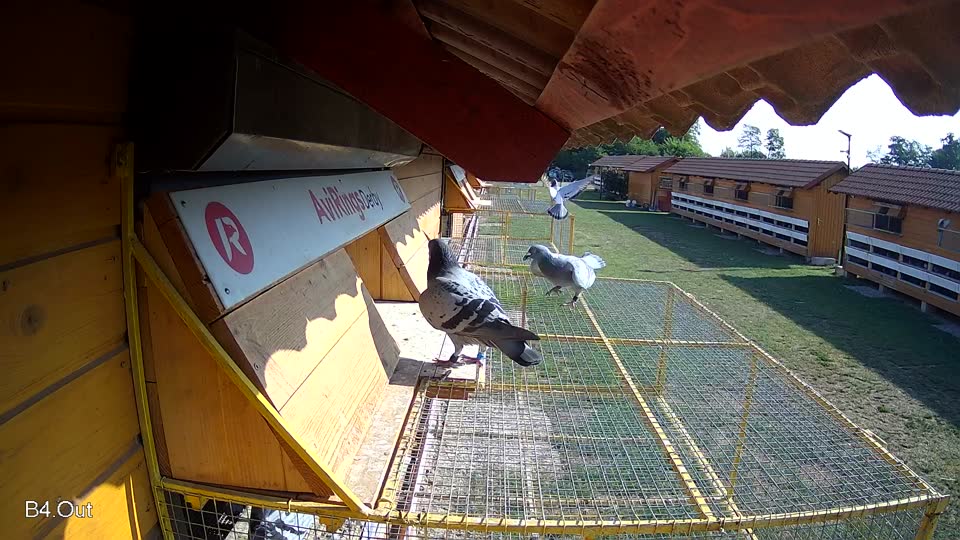 Pigeon Arrival Image For Race Race 1