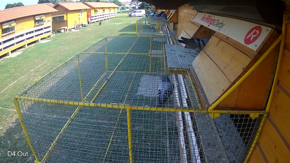 Pigeon Arrival Image For Race Race 4