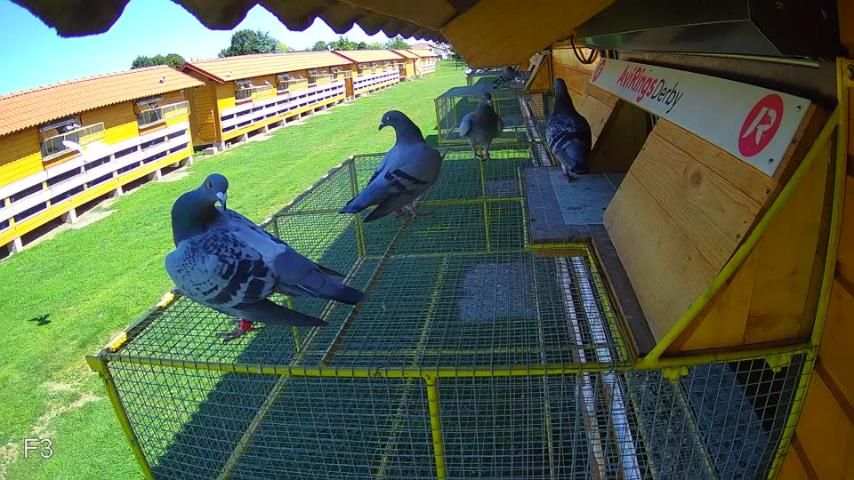 Pigeon Arrival Image For Race Race 2