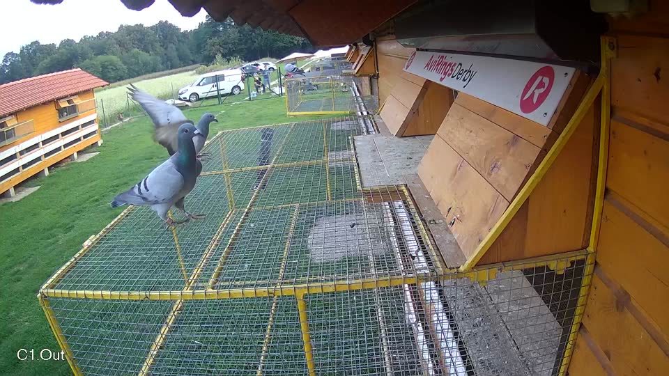 Pigeon Arrival Image For Race Final race 1