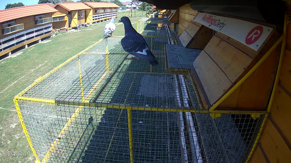 Pigeon Arrival Image For Race Race 5