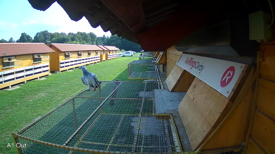 Pigeon Arrival Image For Race Final race 1