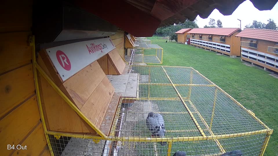 Pigeon Arrival Image For Race Final race 2
