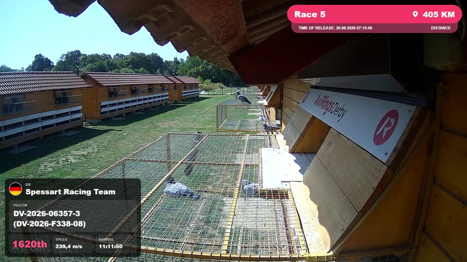 Pigeon Arrival Image For Race Race 5