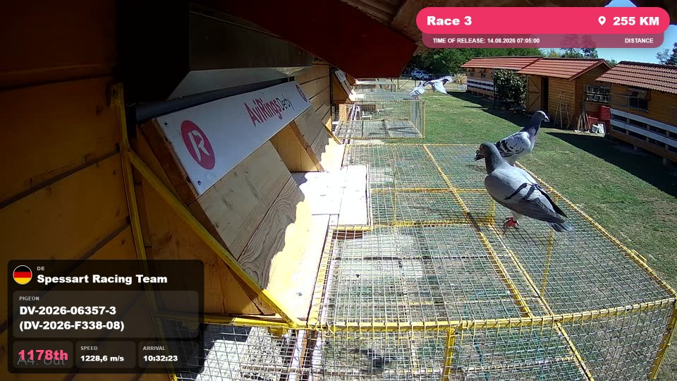 Pigeon Arrival Image For Race Race 3