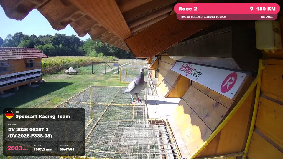 Pigeon Arrival Image For Race Race 2