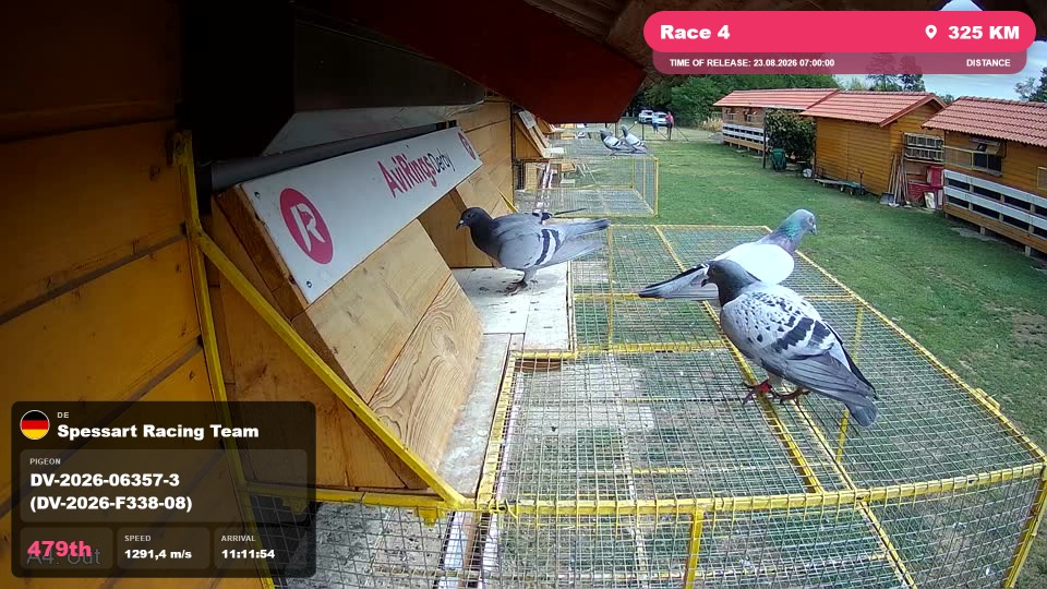 Pigeon Arrival Image For Race Race 4