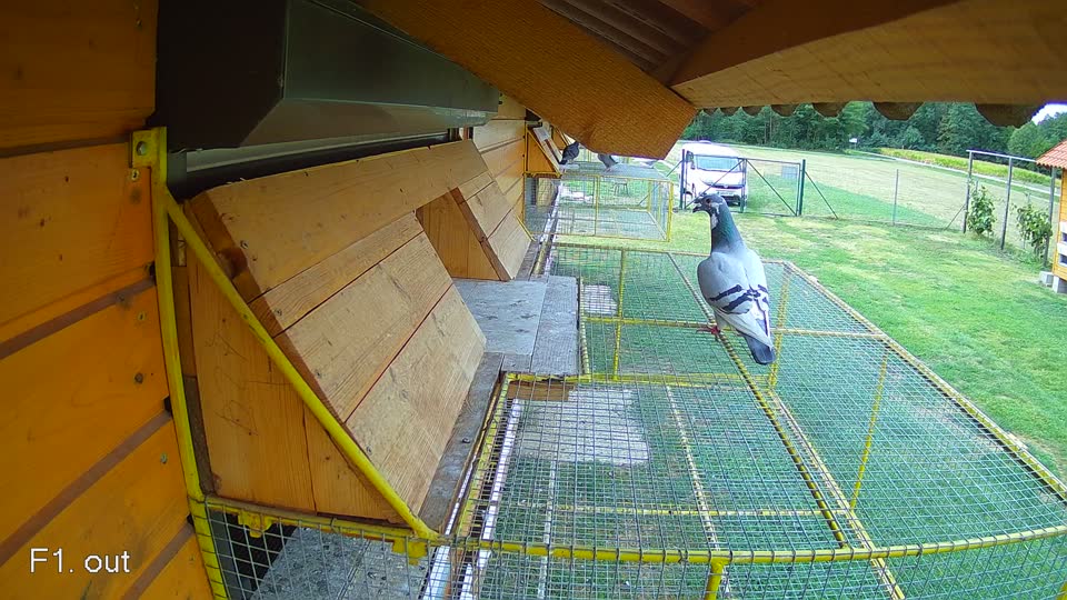 Pigeon Arrival Image For Race Race 4