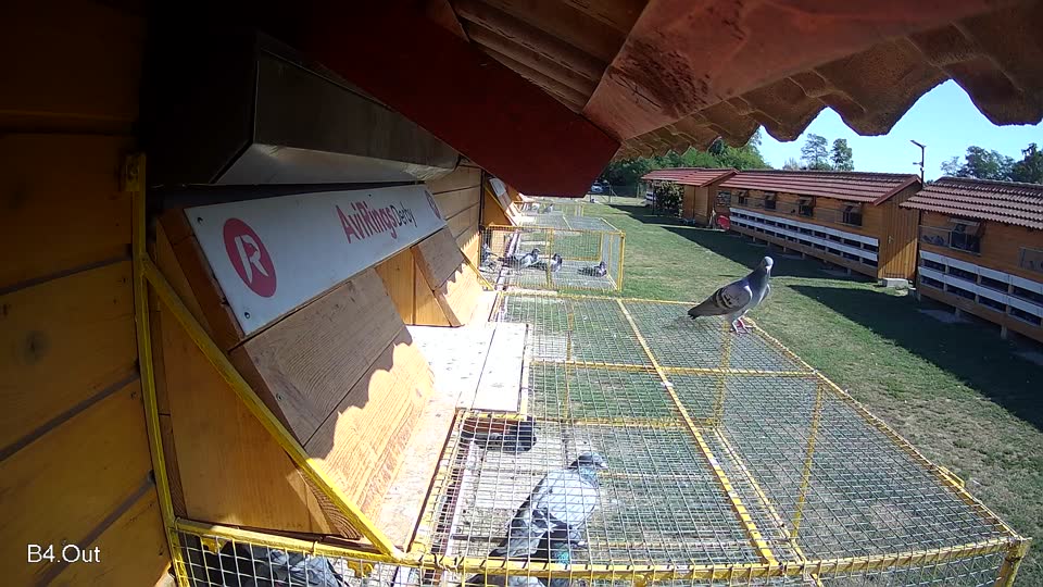 Pigeon Arrival Image For Race Race 5