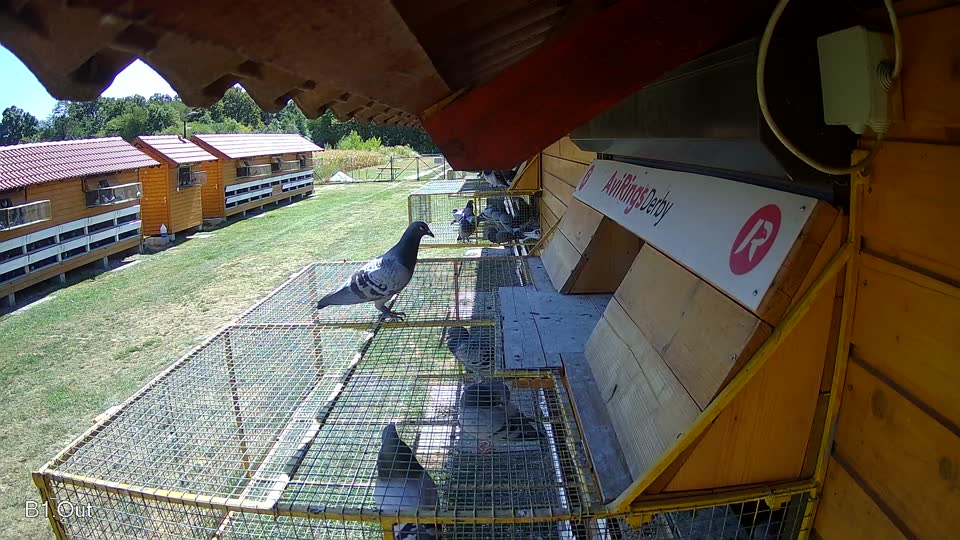Pigeon Arrival Image For Race Race 3