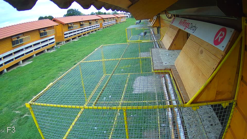 Pigeon Arrival Image For Race Race 6