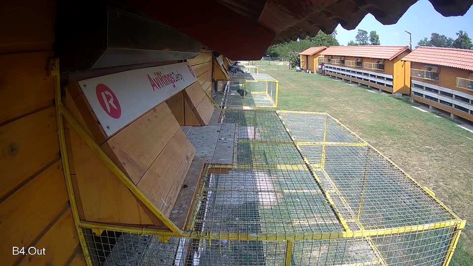 Pigeon Arrival Image For Race Race 4