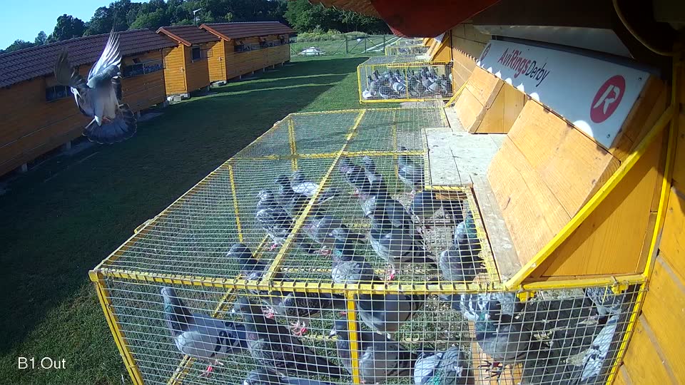 Pigeon Arrival Image For Race Race 3