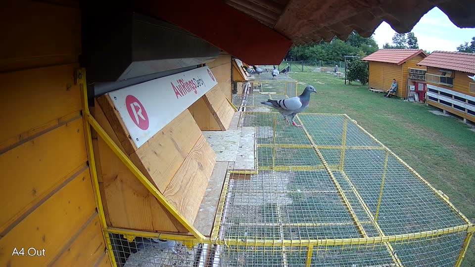 Pigeon Arrival Image For Race Race 3