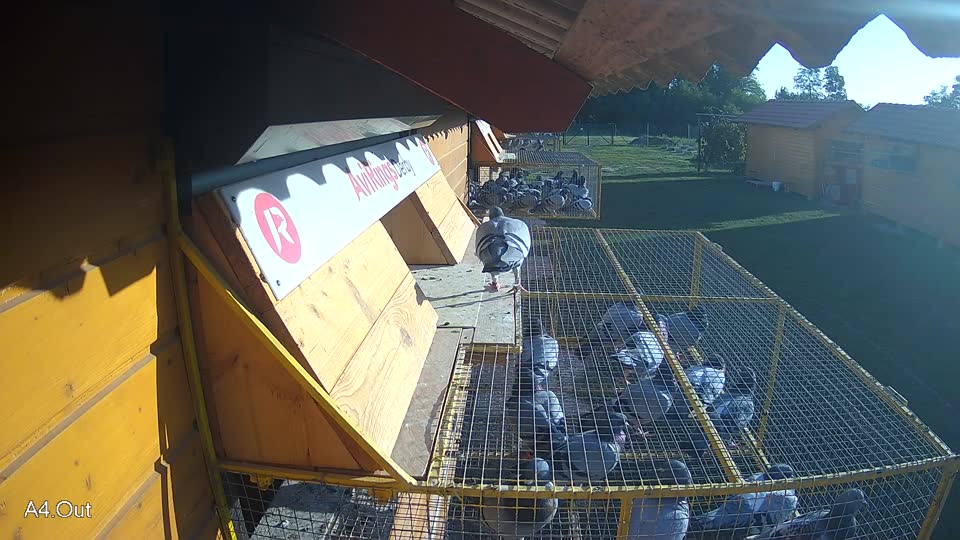 Pigeon Arrival Image For Race Race 4