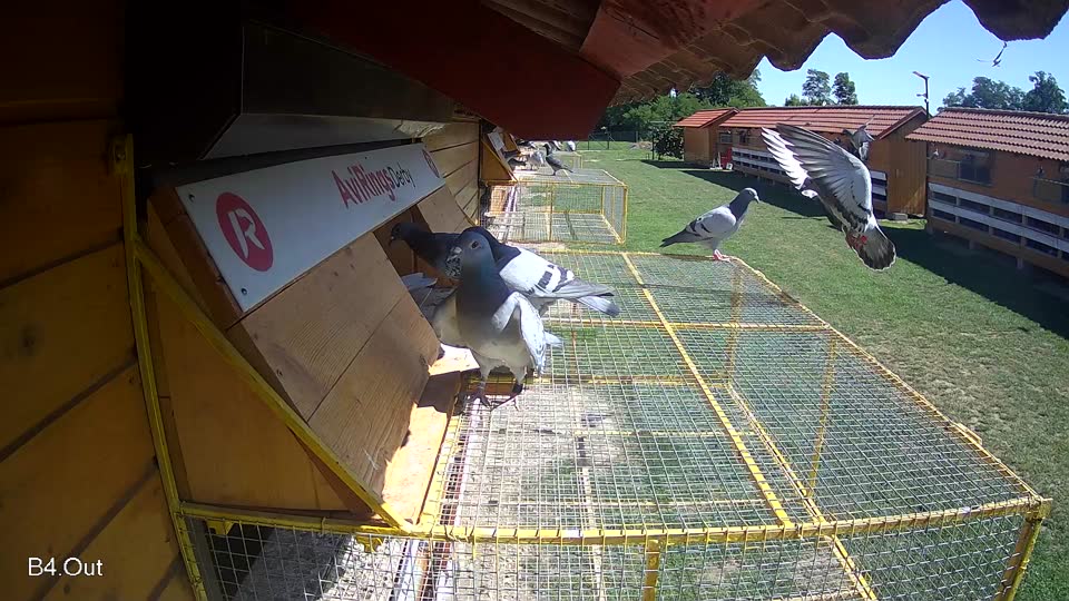 Pigeon Arrival Image For Race Race 2