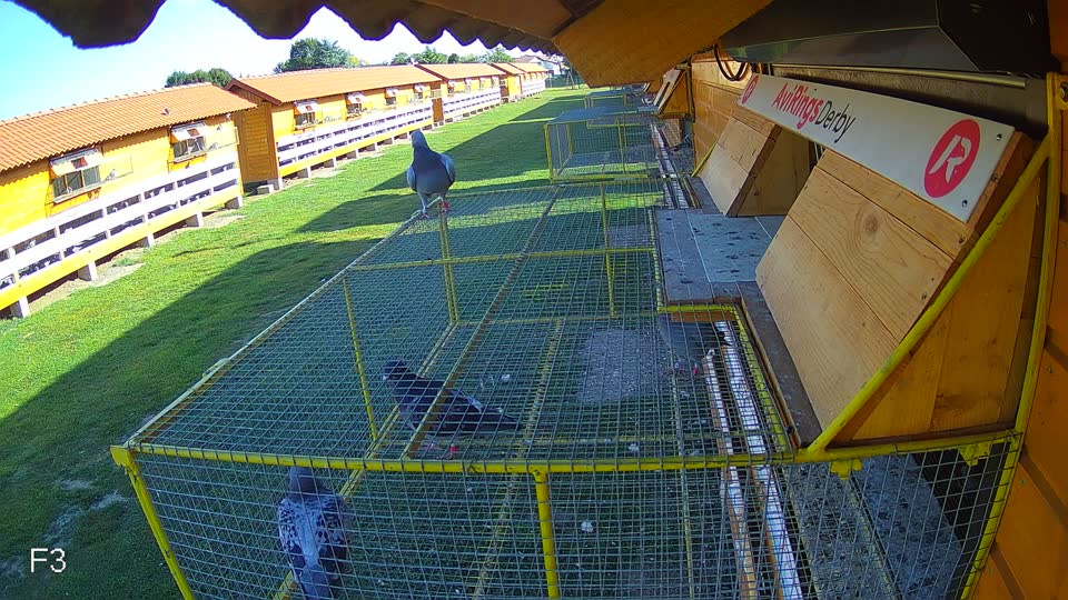 Pigeon Arrival Image For Race Race 5