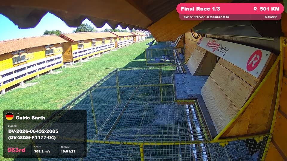 Pigeon Arrival Image For Race Final Race 1/3