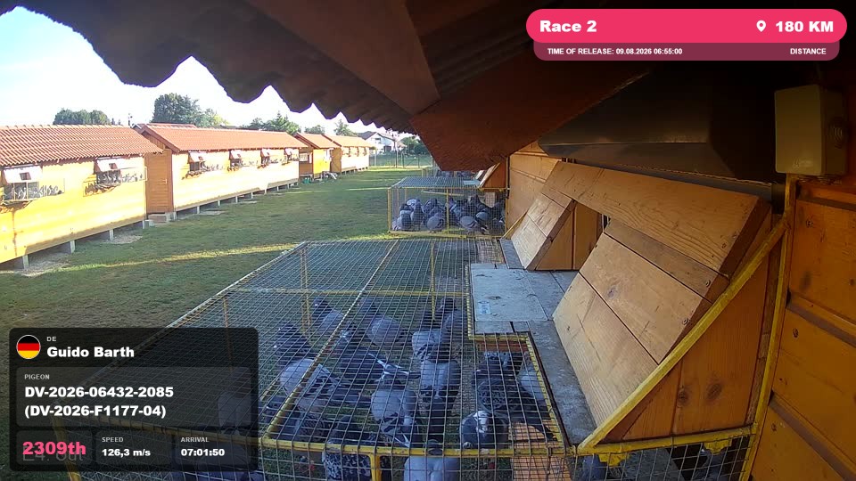 Pigeon Arrival Image For Race Race 2