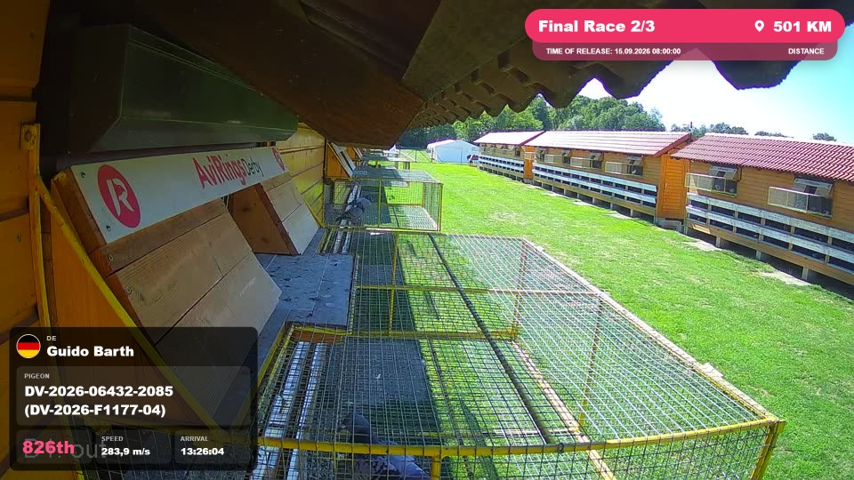 Pigeon Arrival Image For Race Final Race 2/3