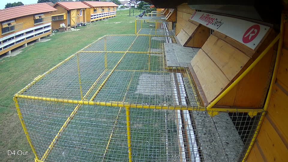 Pigeon Arrival Image For Race Race 3