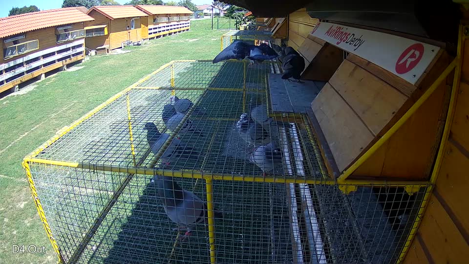 Pigeon Arrival Image For Race Race 2