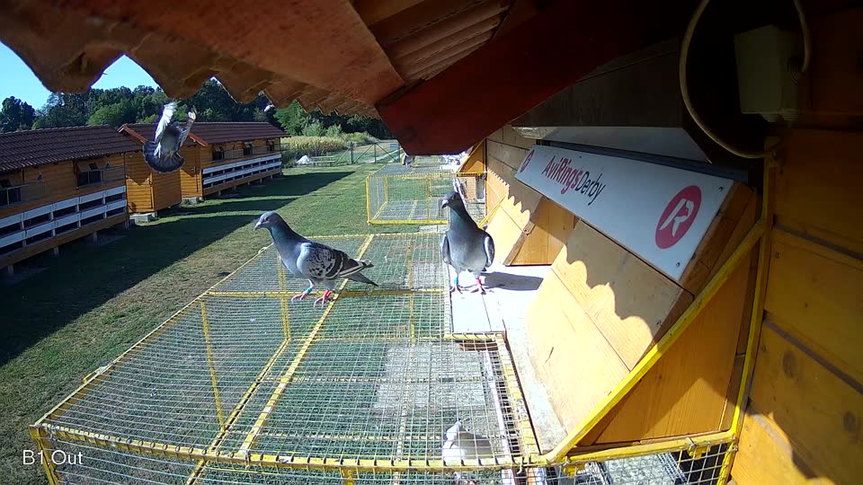 Pigeon Arrival Image For Race Race 2