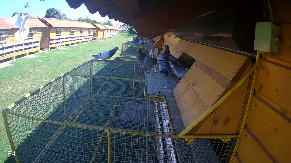Pigeon Arrival Image For Race Race 2
