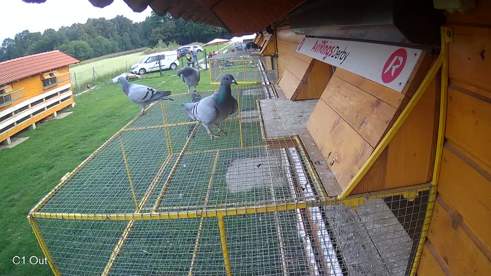 Pigeon Arrival Image For Race Final race 1