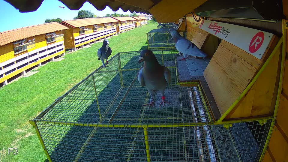 Pigeon Arrival Image For Race Race 2