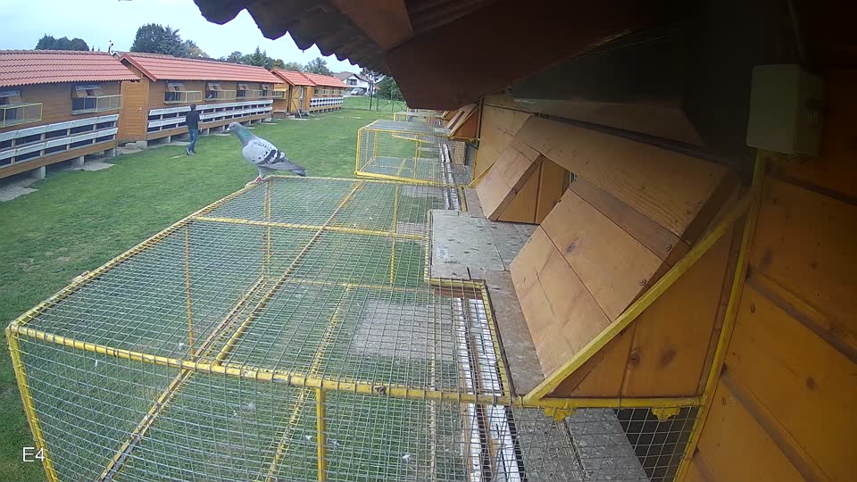 Pigeon Arrival Image For Race Final race 3