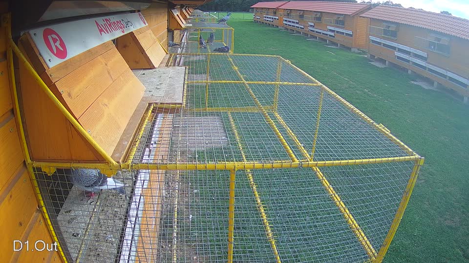 Pigeon Arrival Image For Race Final race 1