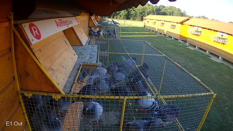 Pigeon Arrival Image For Race Race 5