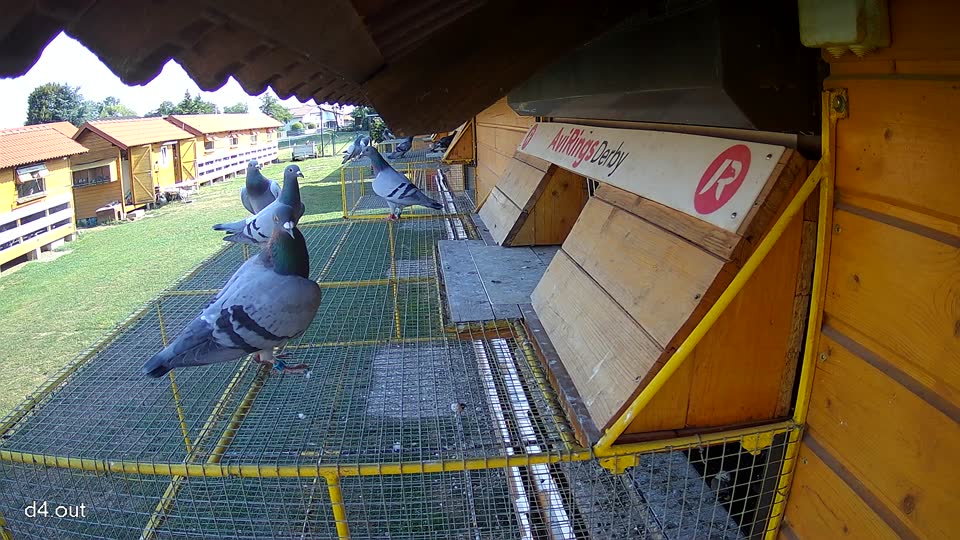 Pigeon Arrival Image For Race Race 1