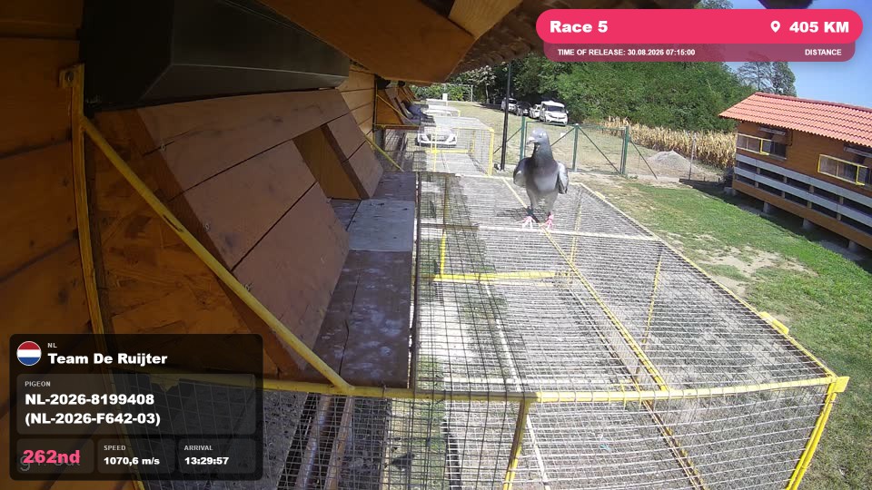 Pigeon Arrival Image For Race Race 5