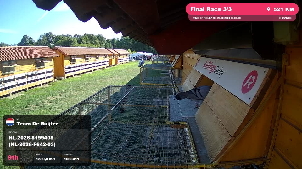 Pigeon Arrival Image For Race Final Race 3/3