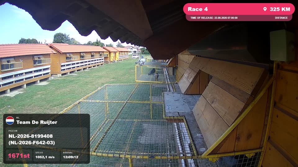 Pigeon Arrival Image For Race Race 4