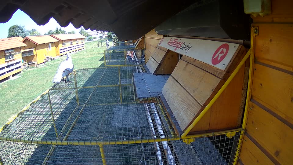 Pigeon Arrival Image For Race Race 5