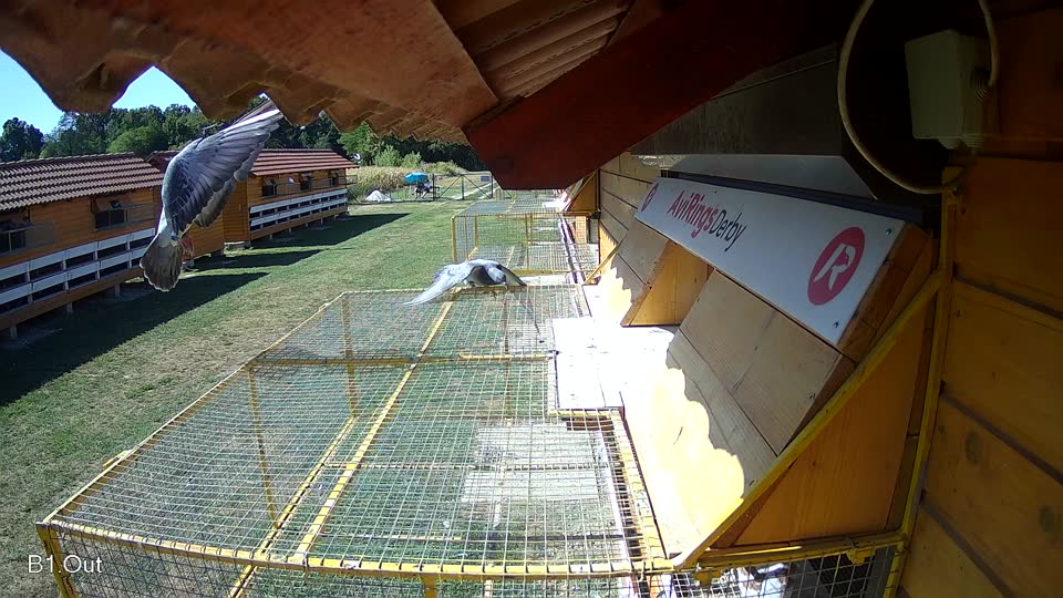 Pigeon Arrival Image For Race Race 3
