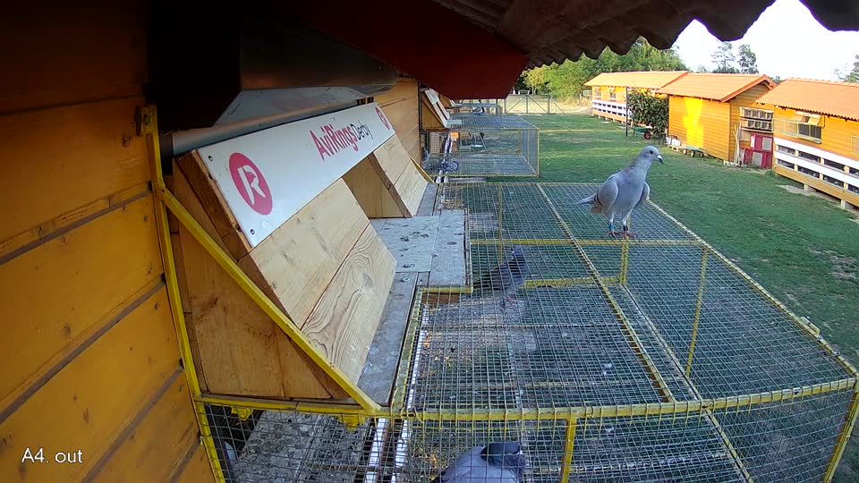 Pigeon Arrival Image For Race Final Race 1/3