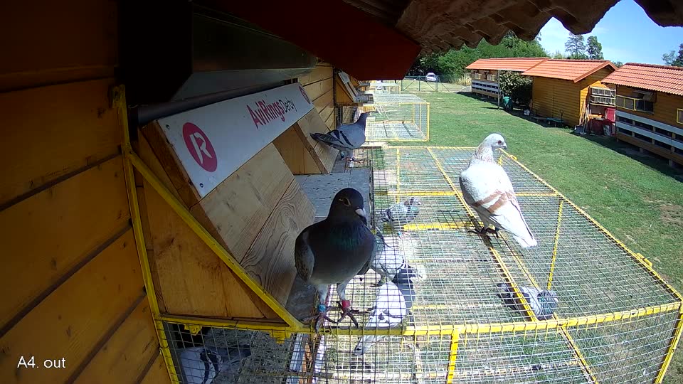 Pigeon Arrival Image For Race Race 4