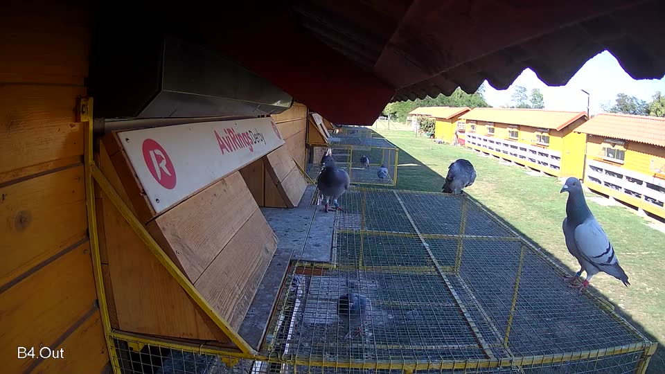 Pigeon Arrival Image For Race Race 5