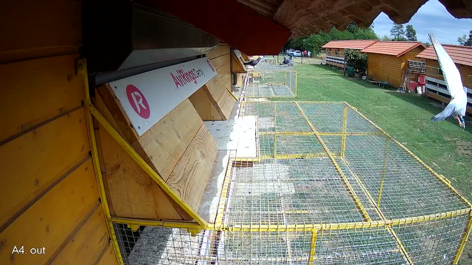 Pigeon Arrival Image For Race Race 4