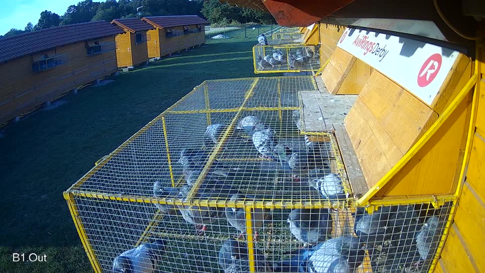Pigeon Arrival Image For Race Race 6