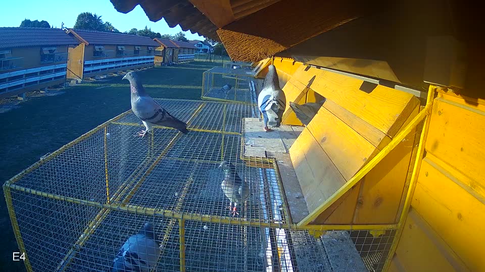 Pigeon Arrival Image For Race Race 5