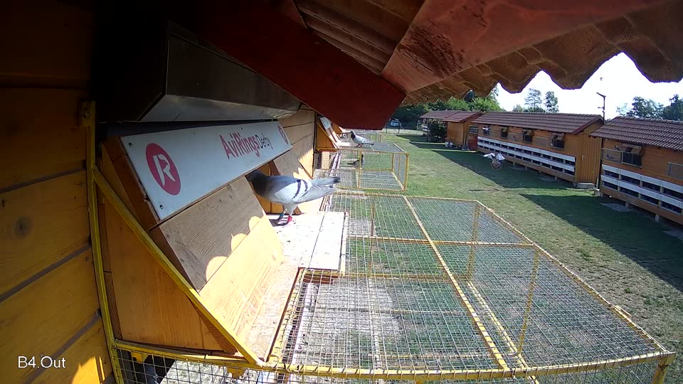 Pigeon Arrival Image For Race Race 1
